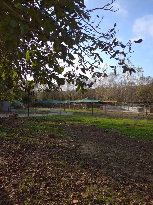 Pati Dostum Pet Otel