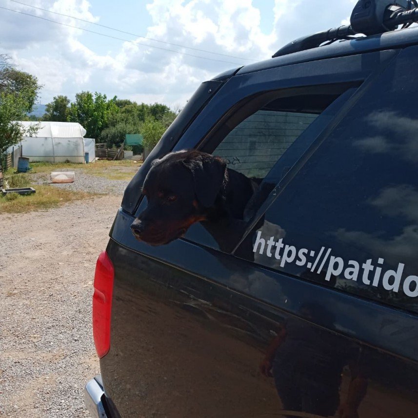 Pati Dostum Pet Otel