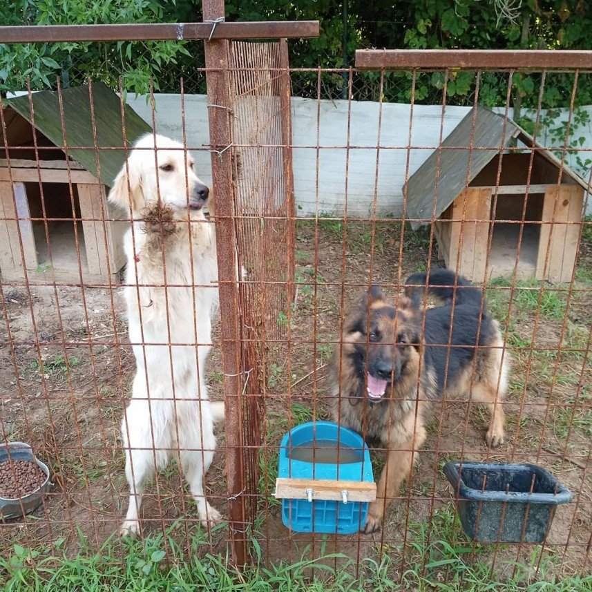 Pati Dostum Pet Otel