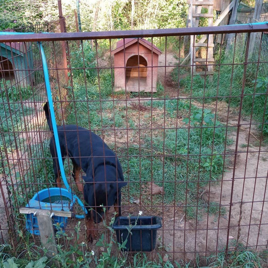 Pati Dostum Pet Otel