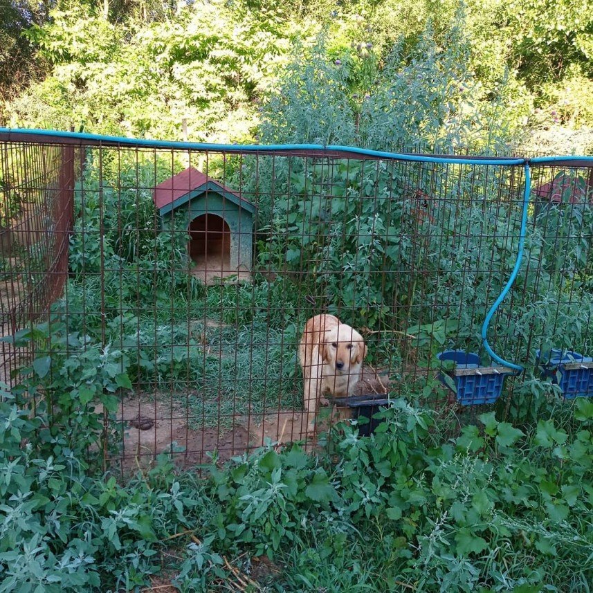 Pati Dostum Pet Otel