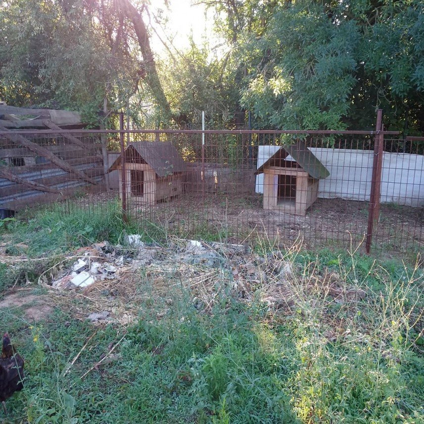 Pati Dostum Pet Otel