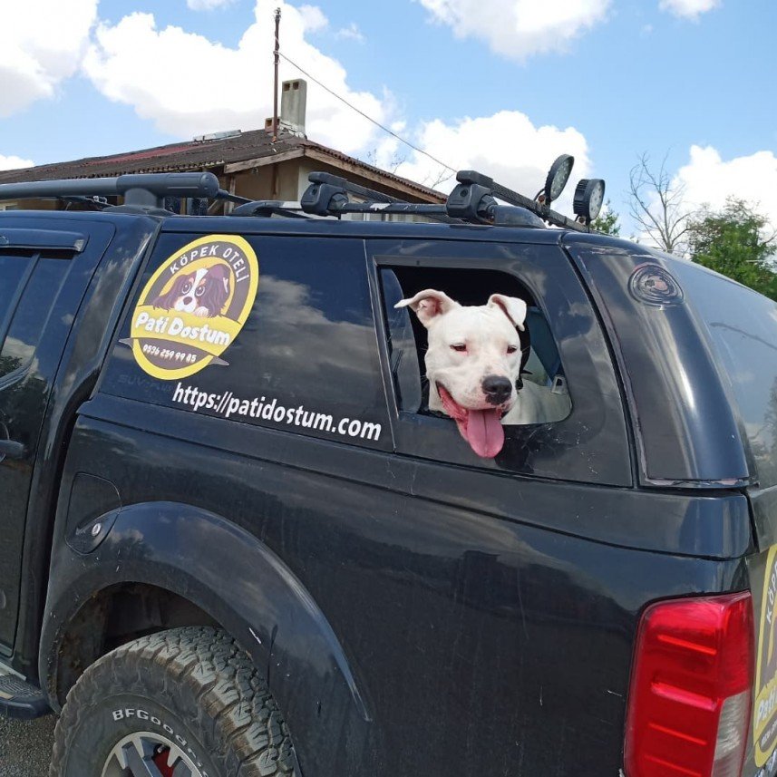 Pati Dostum Pet Otel