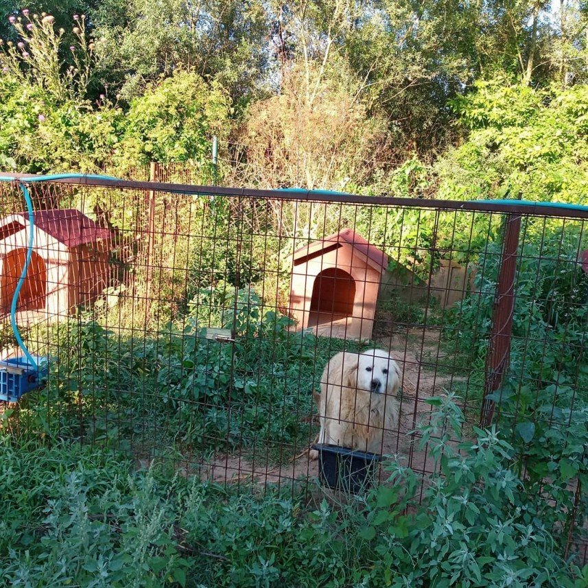 Pati Dostum Pet Otel