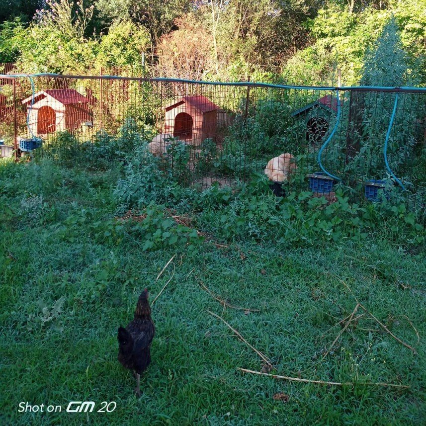 Pati Dostum Pet Otel