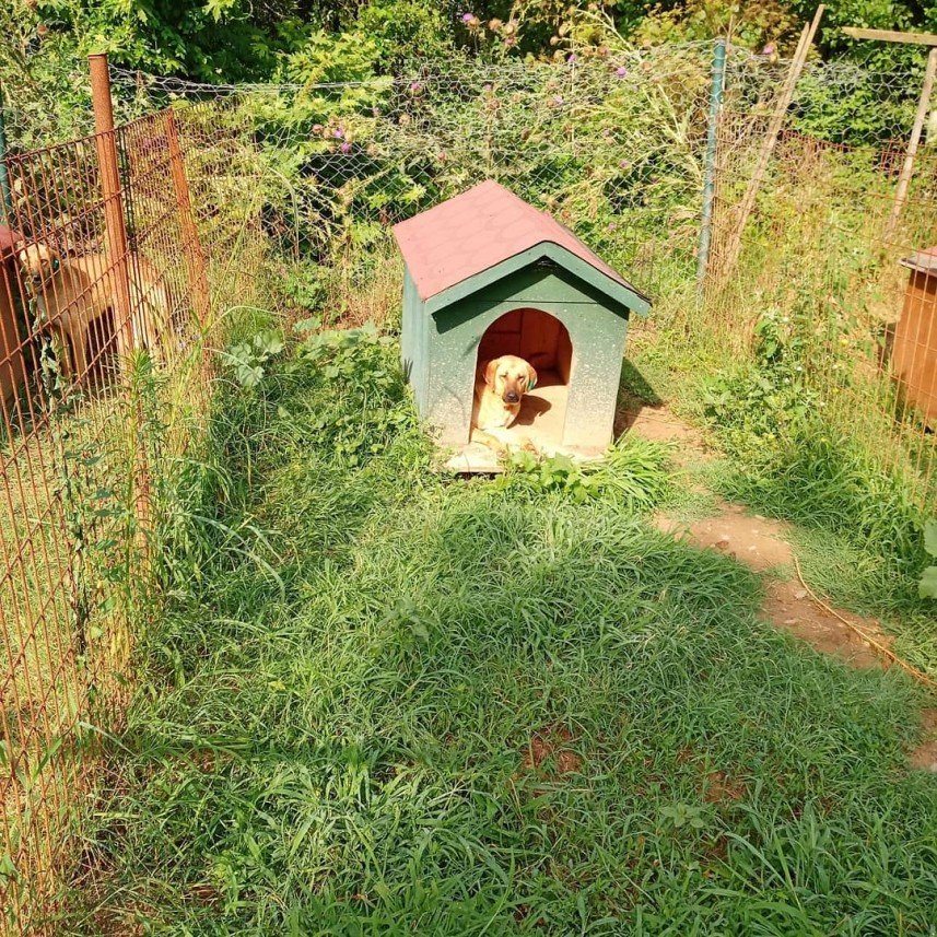 Pati Dostum Pet Otel