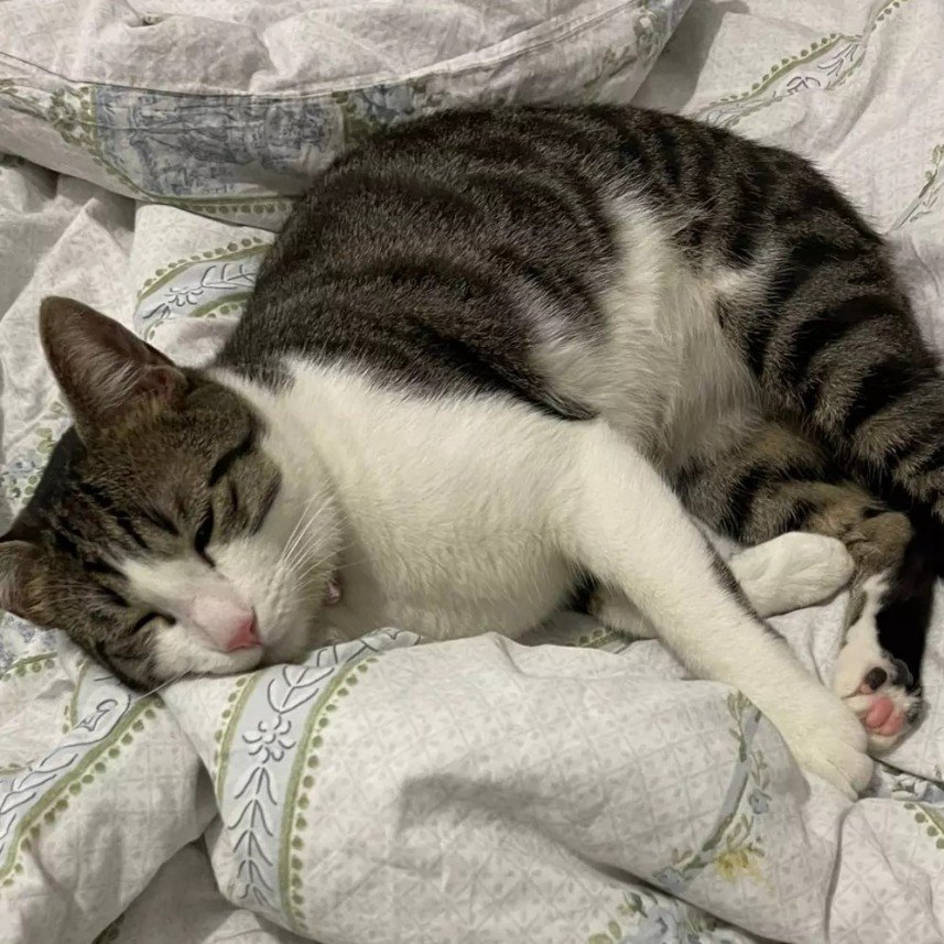 Patili Yuva Kedi Oteli