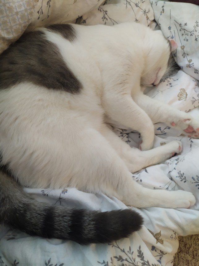 Patili Yuva Kedi Oteli