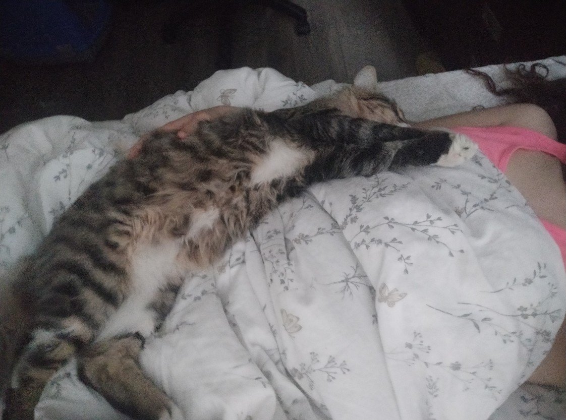 Patili Yuva Kedi Oteli