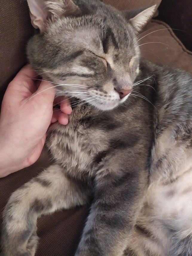 Patili Yuva Kedi Oteli