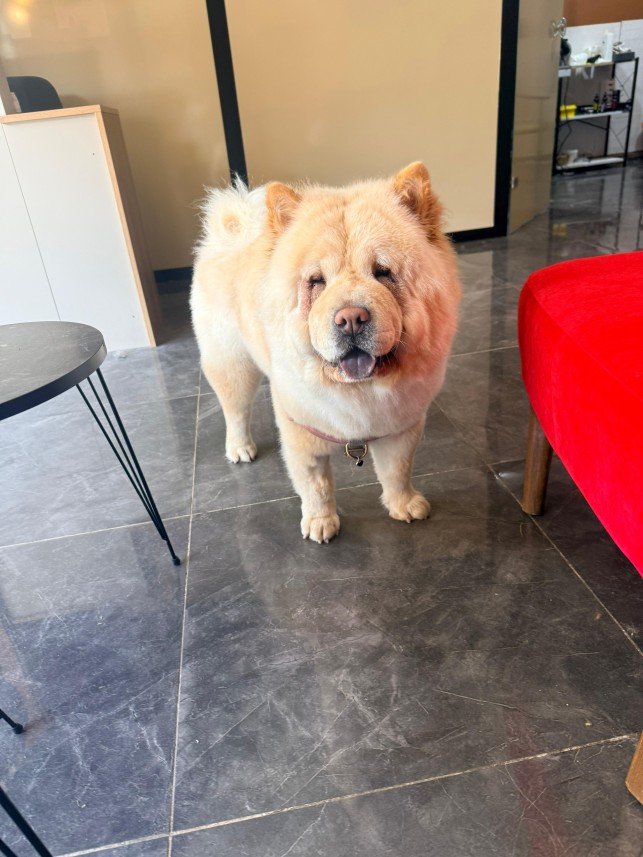 Pawris Pet Center