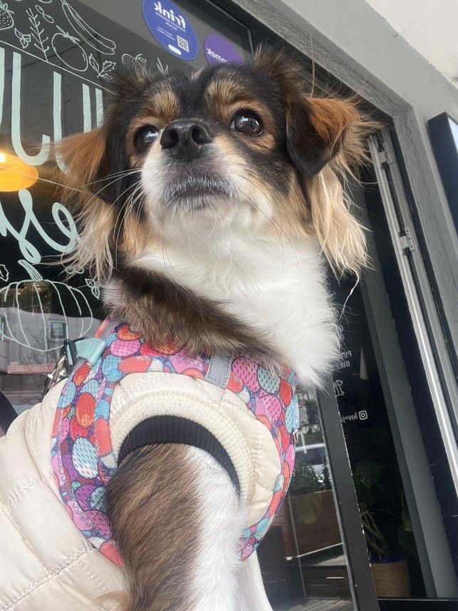 Pawris Pet Center