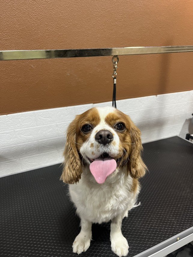 Pawris Pet Center