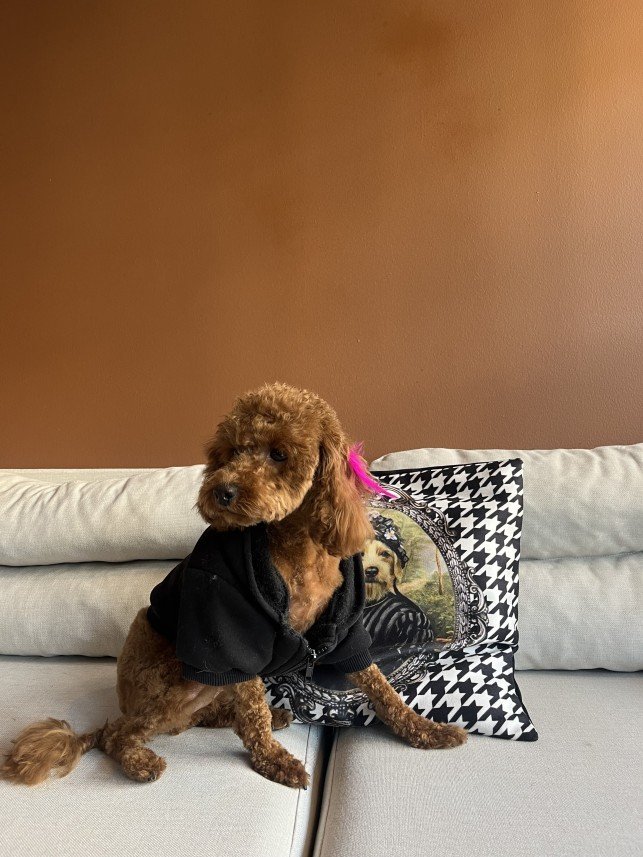 Pawris Pet Center