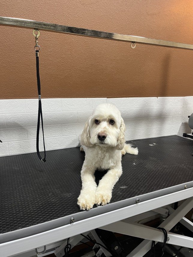Pawris Pet Center