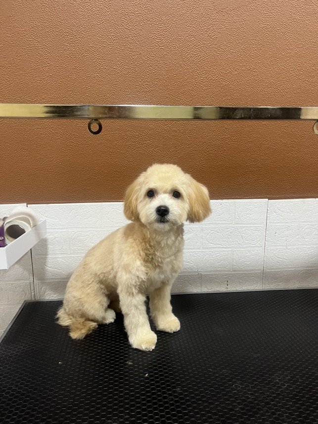 Pawris Pet Center