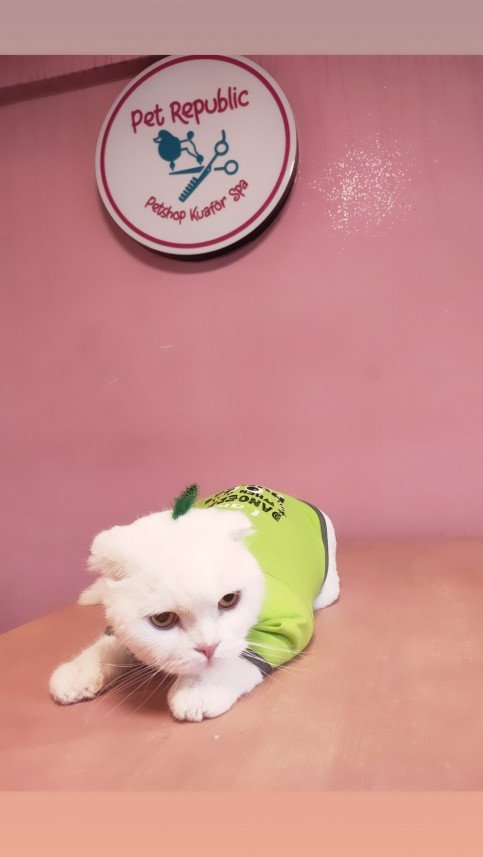 Ortaköy Pet Kuaför