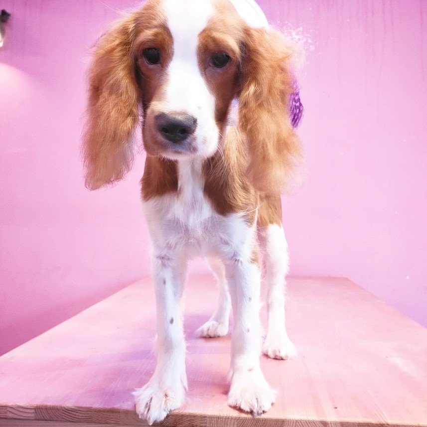 Ortaköy Pet Kuaför