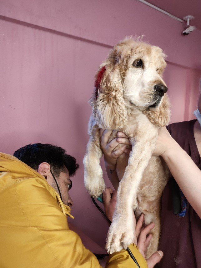 Ortaköy Pet Kuaför