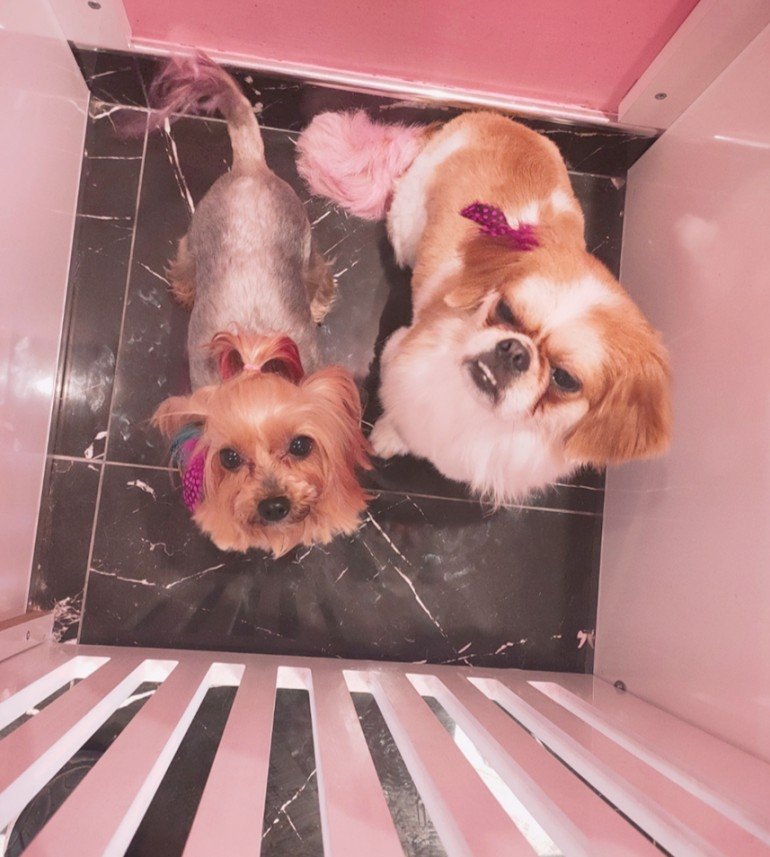 Ortaköy Pet Kuaför