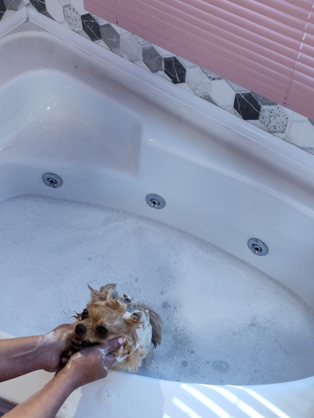 Ortaköy Pet Kuaför