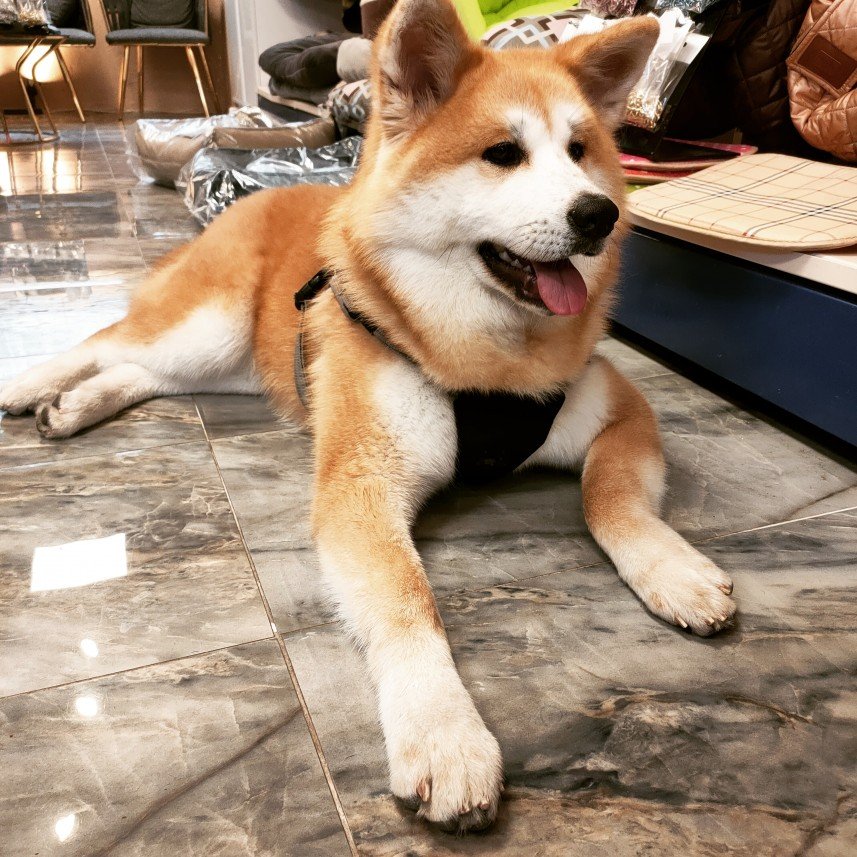 Ortaköy Pet Kuaför