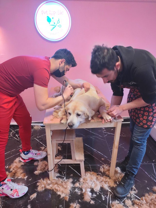 Ortaköy Pet Kuaför