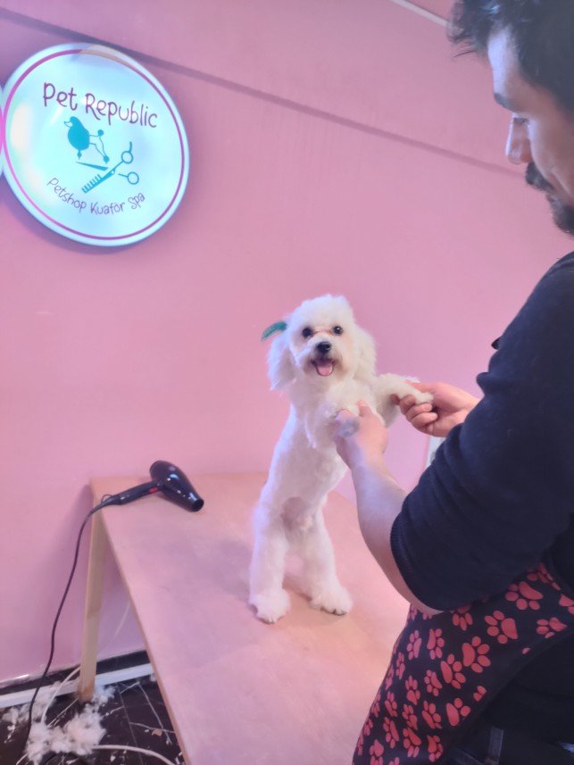 Ortaköy Pet Kuaför