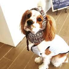 Petibom Köpek Pet Kuaförü