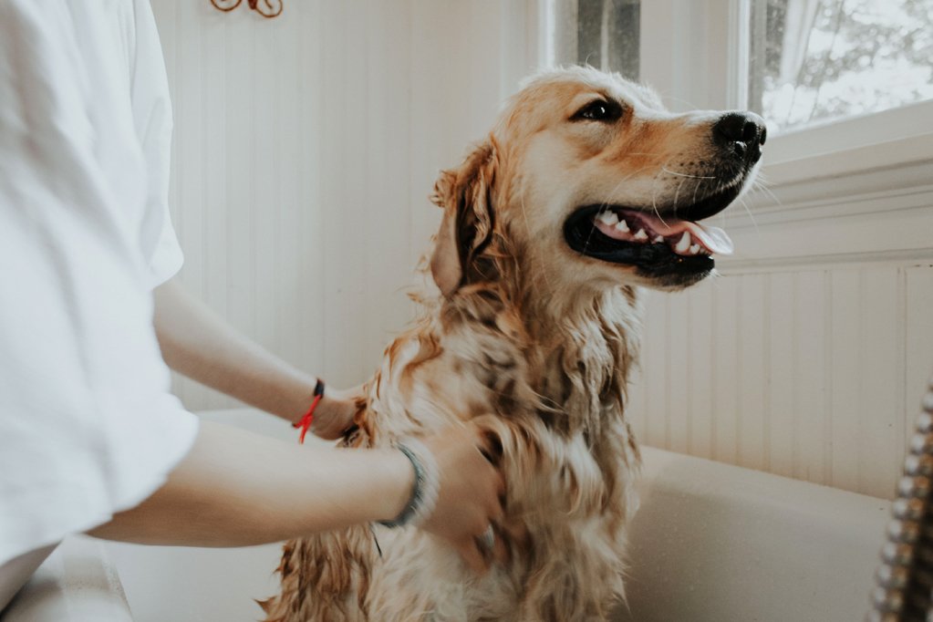 Petibom Köpek Pet Kuaförü