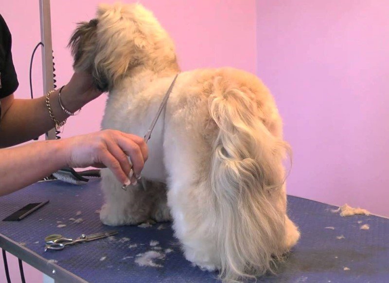 Petibom Köpek Pet Kuaförü