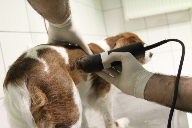 Petibom Köpek Pet Kuaförü