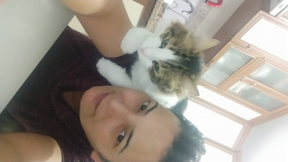 Pisi Pisi Kedi Oteli