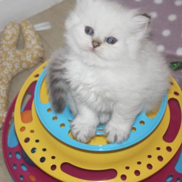 Pisi Pisi Kedi Oteli