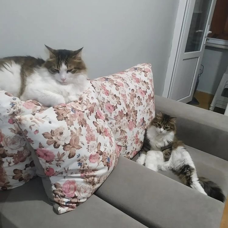 Pisi Pisi Kedi Oteli