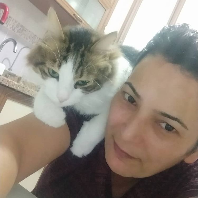 Pisi Pisi Kedi Oteli