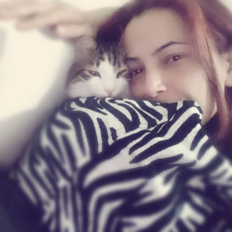 Pisi Pisi Kedi Oteli