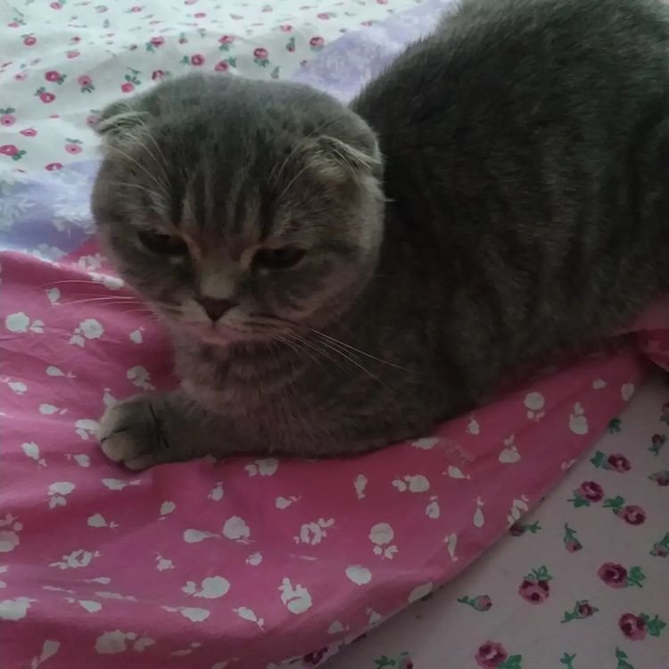 Pisi Pisi Kedi Oteli