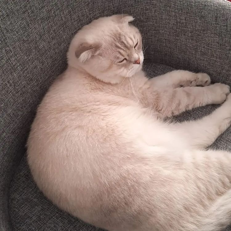 Pisi Pisi Kedi Oteli