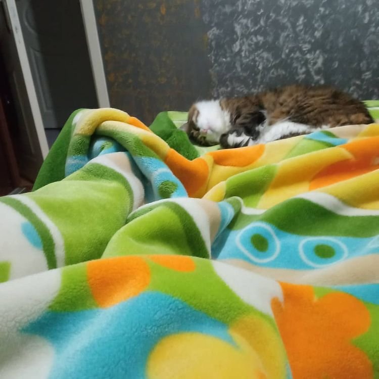 Pisi Pisi Kedi Oteli