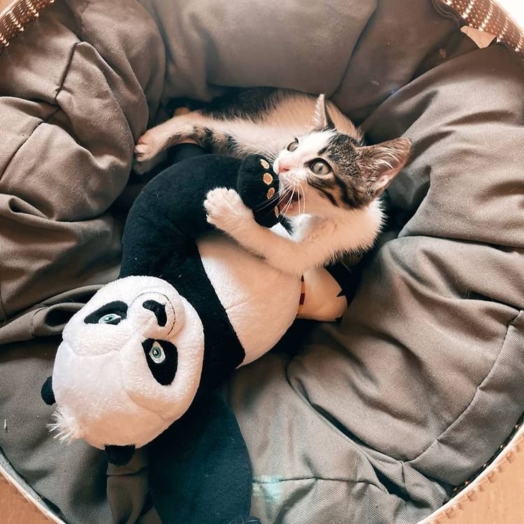 Pisi Pisi Kedi Oteli