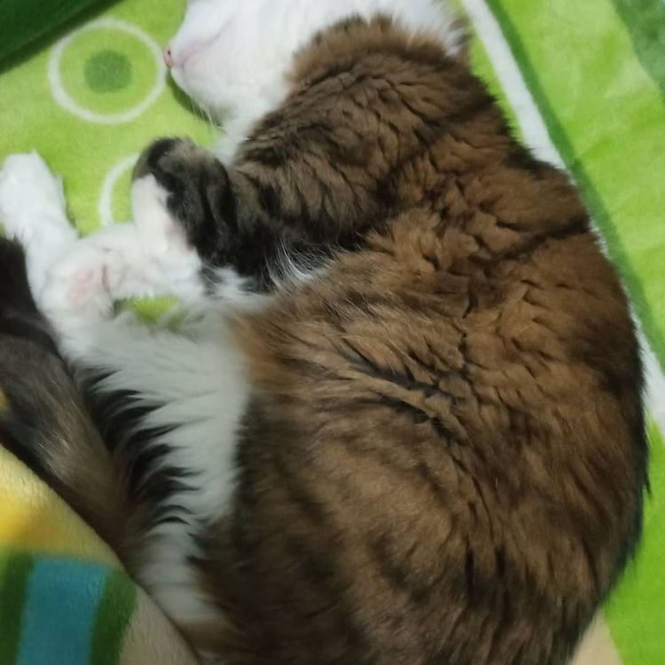 Pisi Pisi Kedi Oteli