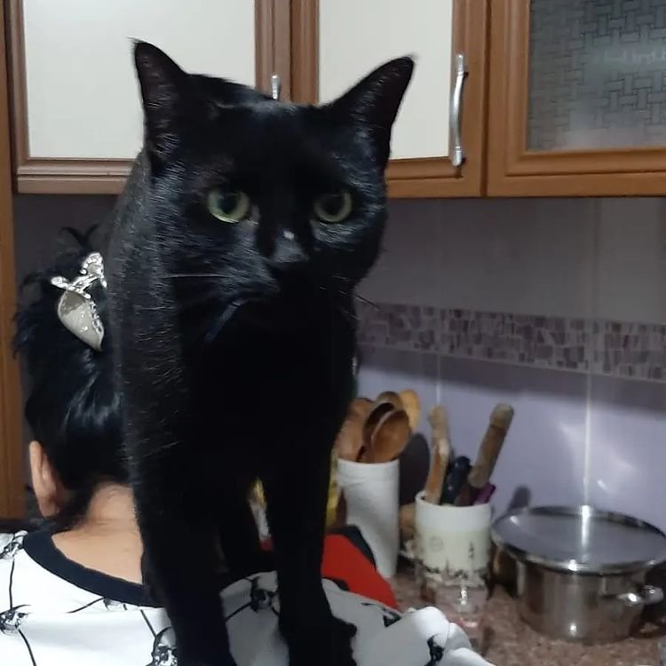 Pisi Pisi Kedi Oteli