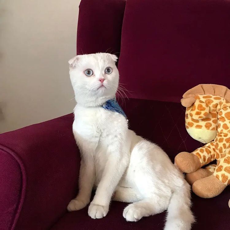 Pisi Pisi Kedi Oteli