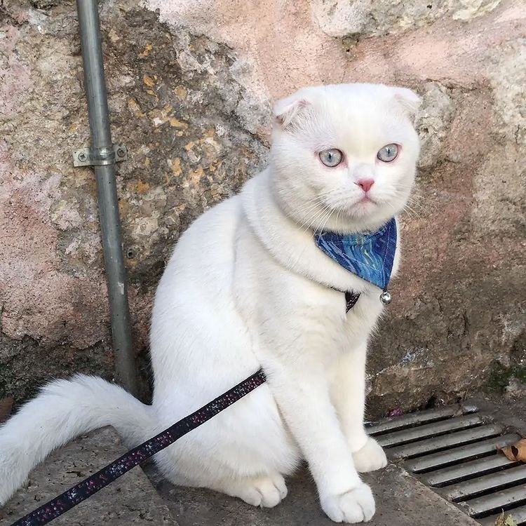 Pisi Pisi Kedi Oteli