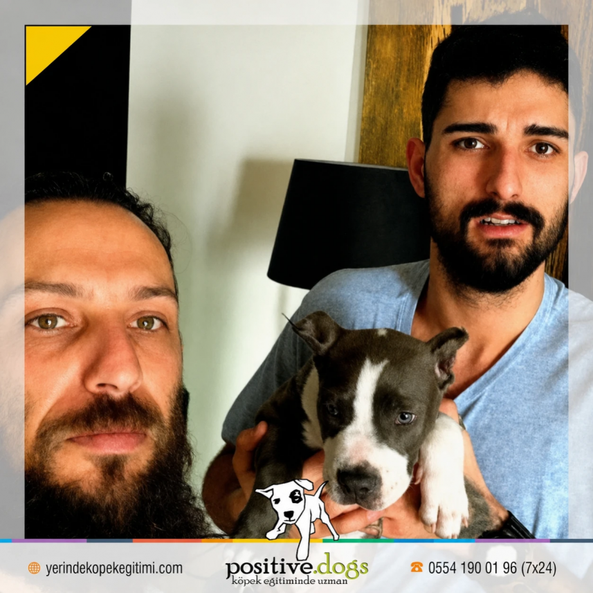 Positive Dogs