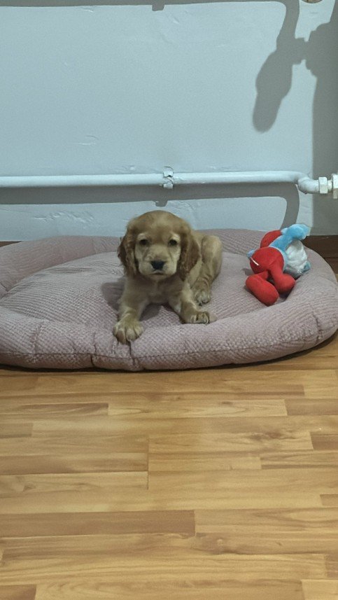 Pozitive Dog Training