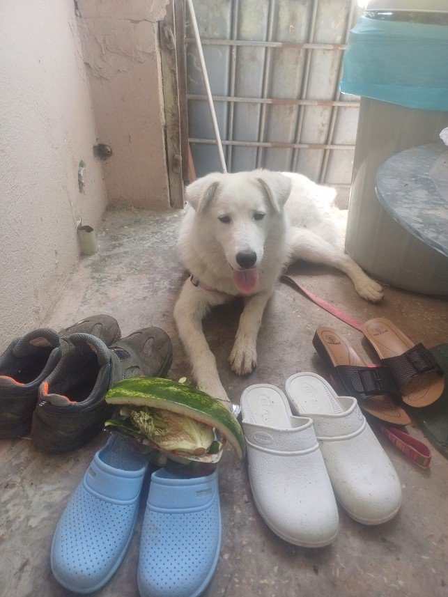 Pozitive Dog Training