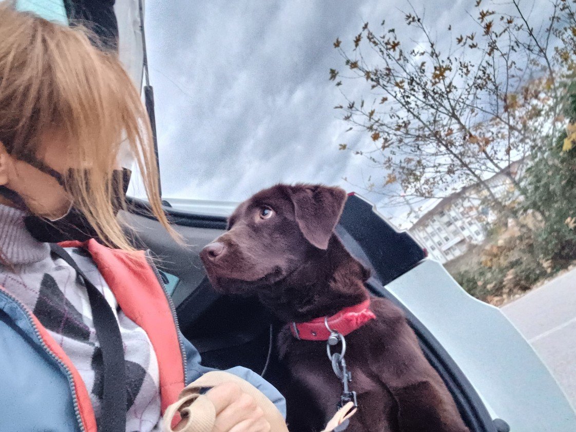 Pozitive Dog Training