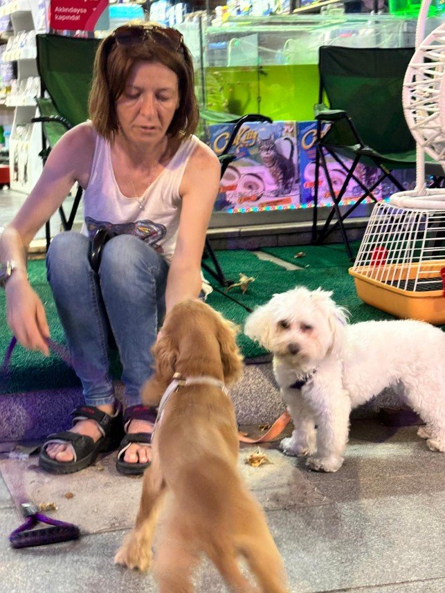 Pozitive Dog Training